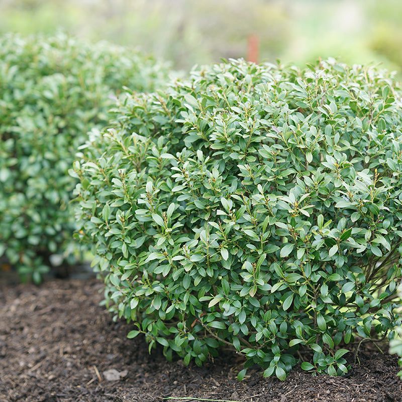 Inkberry Holly Keeps The Evergreen Look With Less Shearing Inkberry Holly Keeps The Evergreen Look With Less Shearing