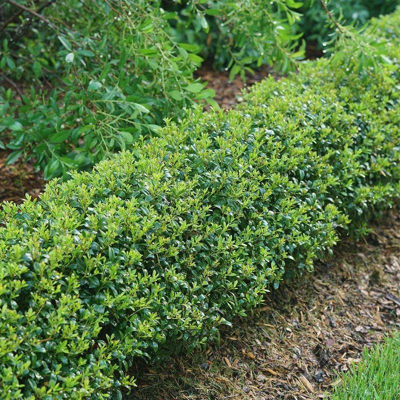 Inkberry Holly Versus Pine In Disease Resistance Inkberry Holly Versus Pine In Disease Resistance