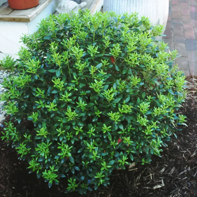 Inkberry Holly Inkberry Holly
