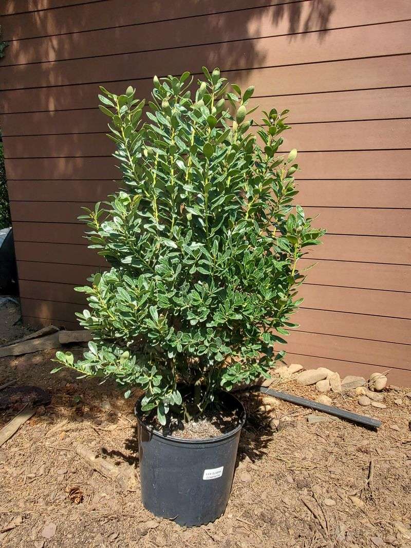 Inkberry Provides Year Round Structure And Color Inkberry Provides Year Round Structure And Color