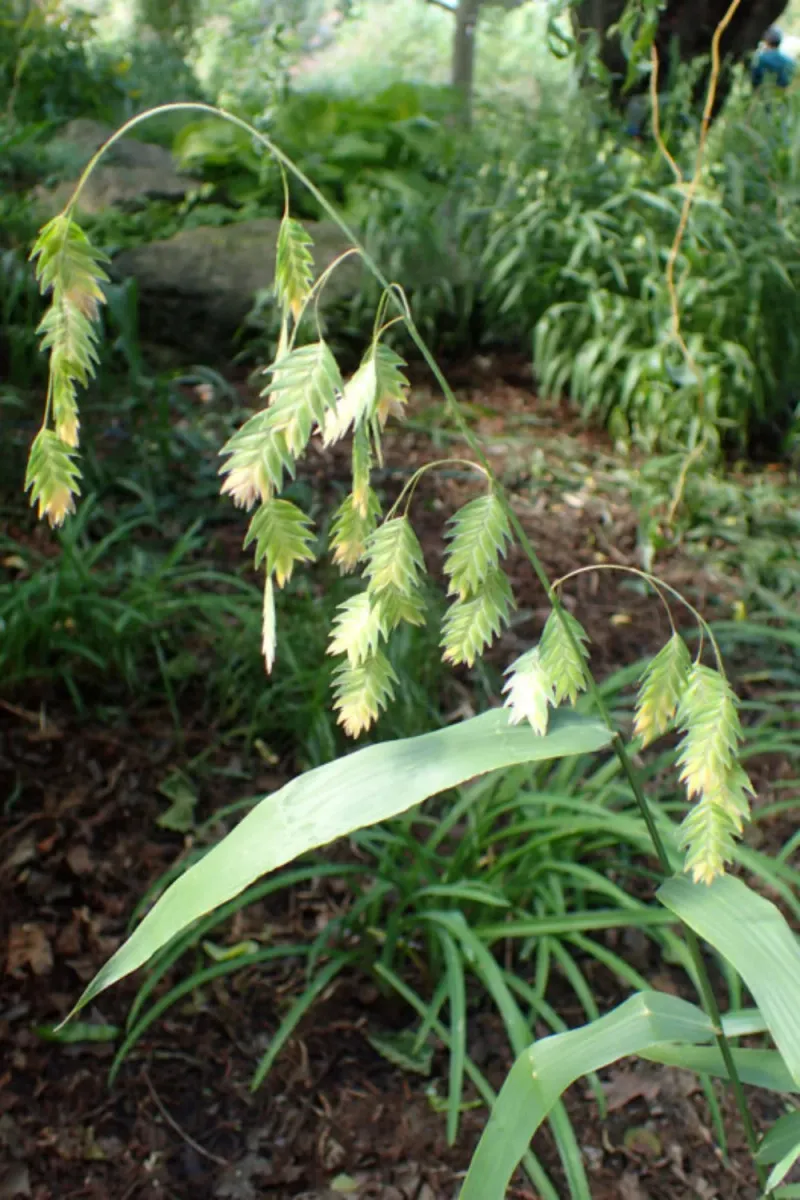 Inland Sea Oats