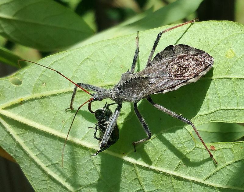 Insect Activity Supporting Beneficial Predator Populations Insect Activity Supporting Beneficial Predator Populations