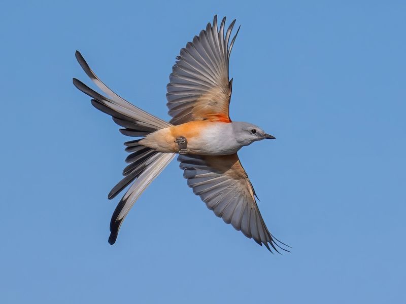 Insect-Eating Birds May Follow Changing Feeding Opportunities Insect-Eating Birds May Follow Changing Feeding Opportunities