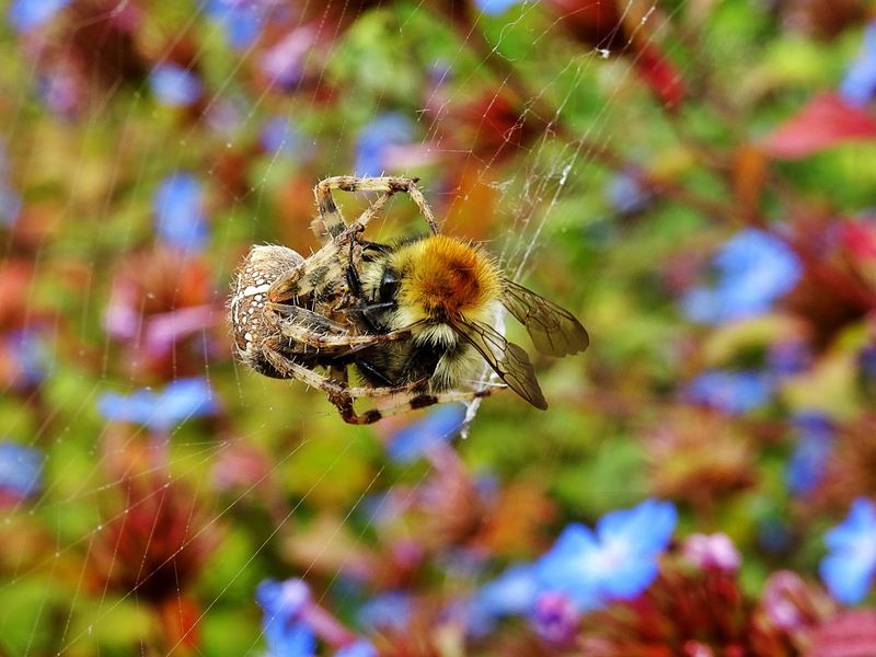 Insect Populations Peak, Drawing Spiders