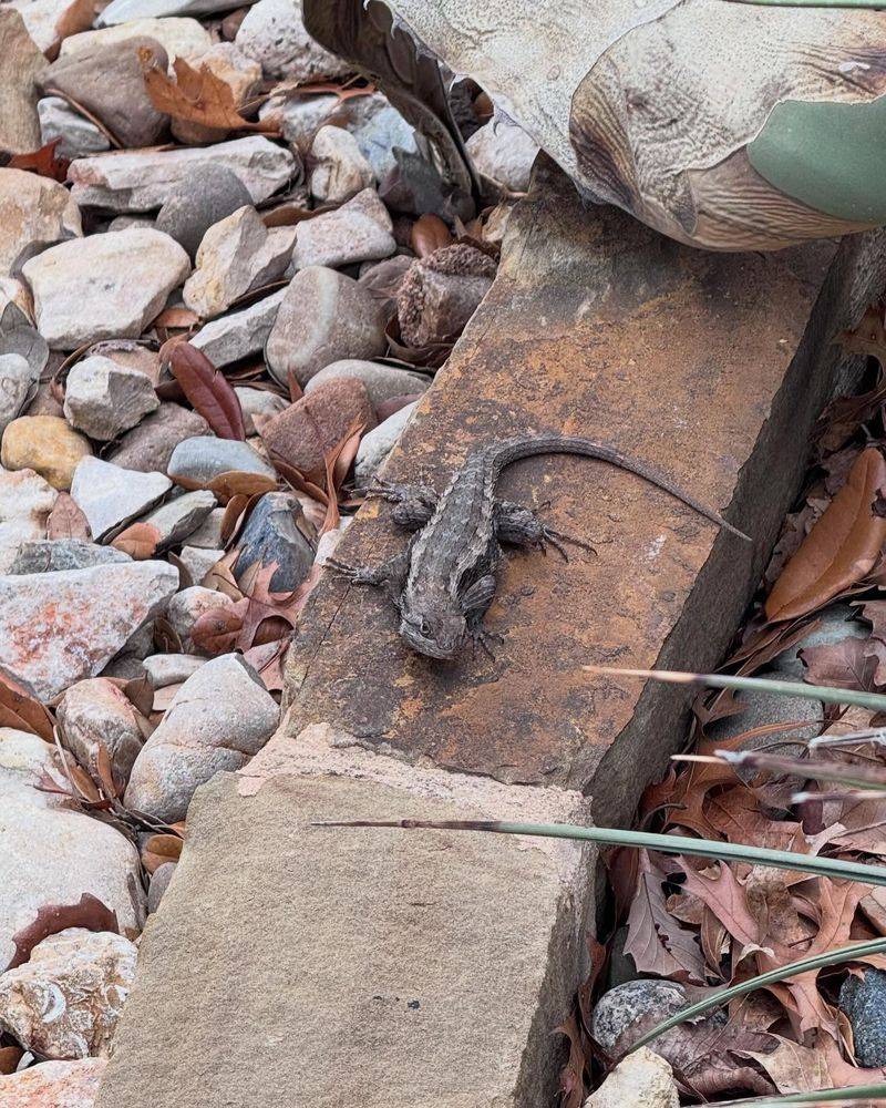 Insects And Other Arthropods Keep Them Hunting Insects And Other Arthropods Keep Them Hunting