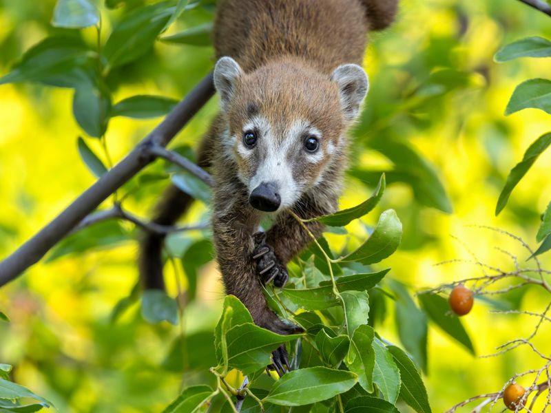 Insects And Ripe Fruit Can Lead Them Toward Yards