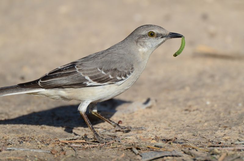 Insects Feed Mockingbirds More Than Feeders Do Insects Feed Mockingbirds More Than Feeders Do