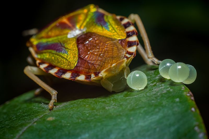 Insects Lay Eggs In Overlooked Containers