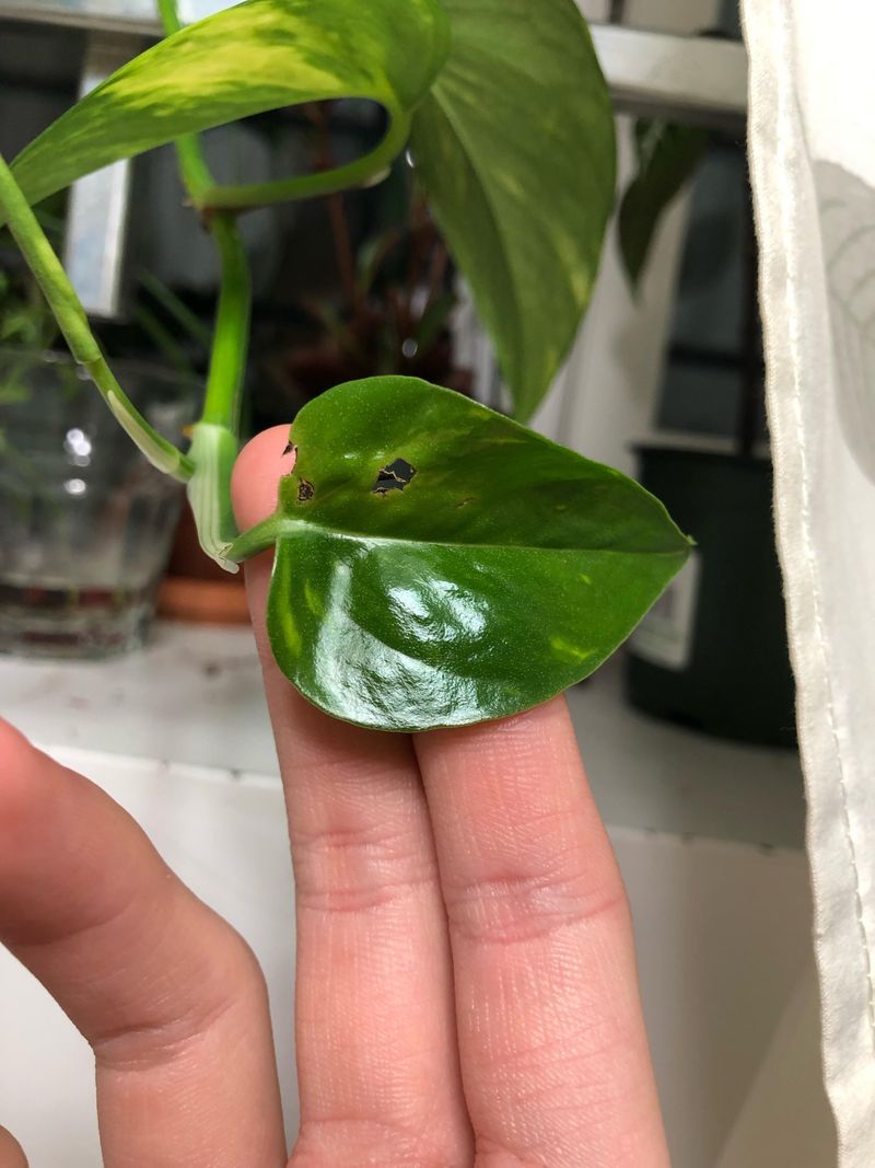 Inspect Before Bringing Them In Inspect Before Bringing Them In