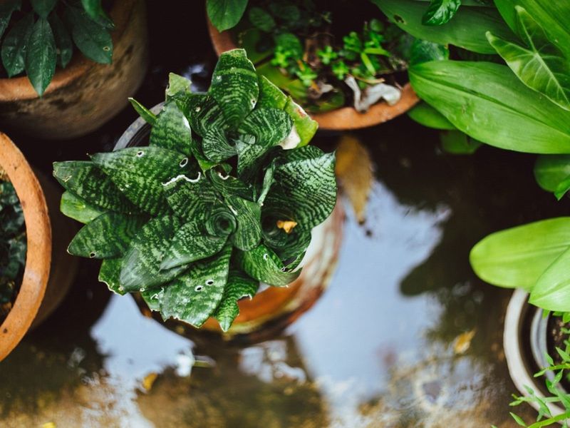 Inspect Container Plants For Standing Water Inspect Container Plants For Standing Water