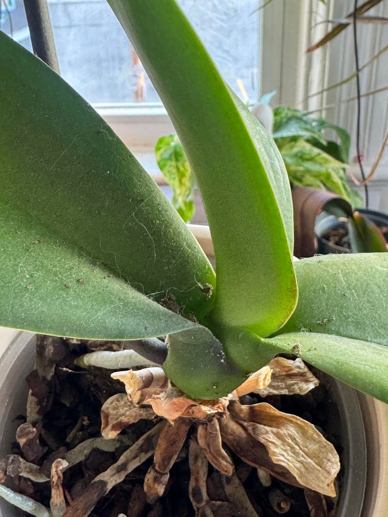 Inspect Foliage For Early Pest Signs