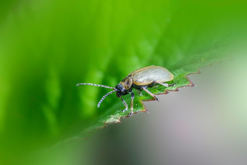 Inspect For Common Pests Inspect For Common Pests