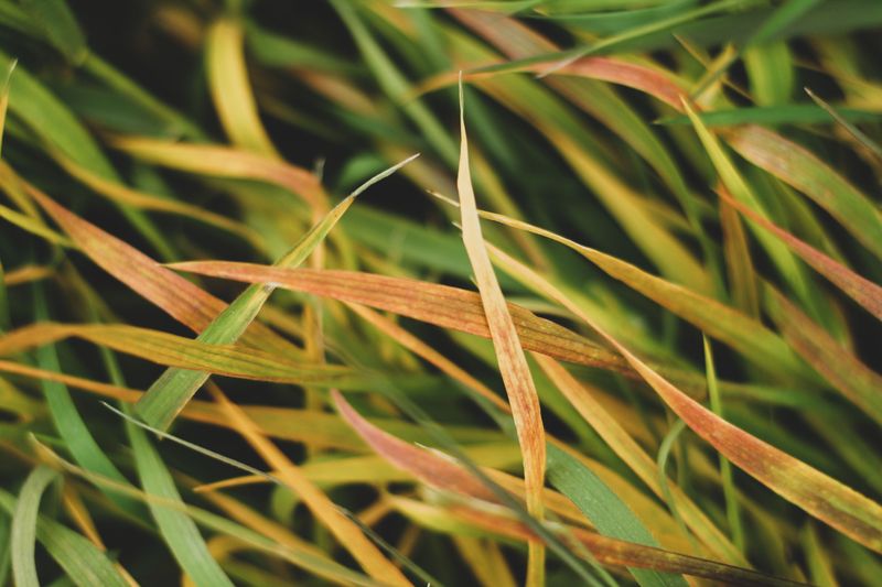 Inspect Grass Blades For Early Warning Signs Inspect Grass Blades For Early Warning Signs