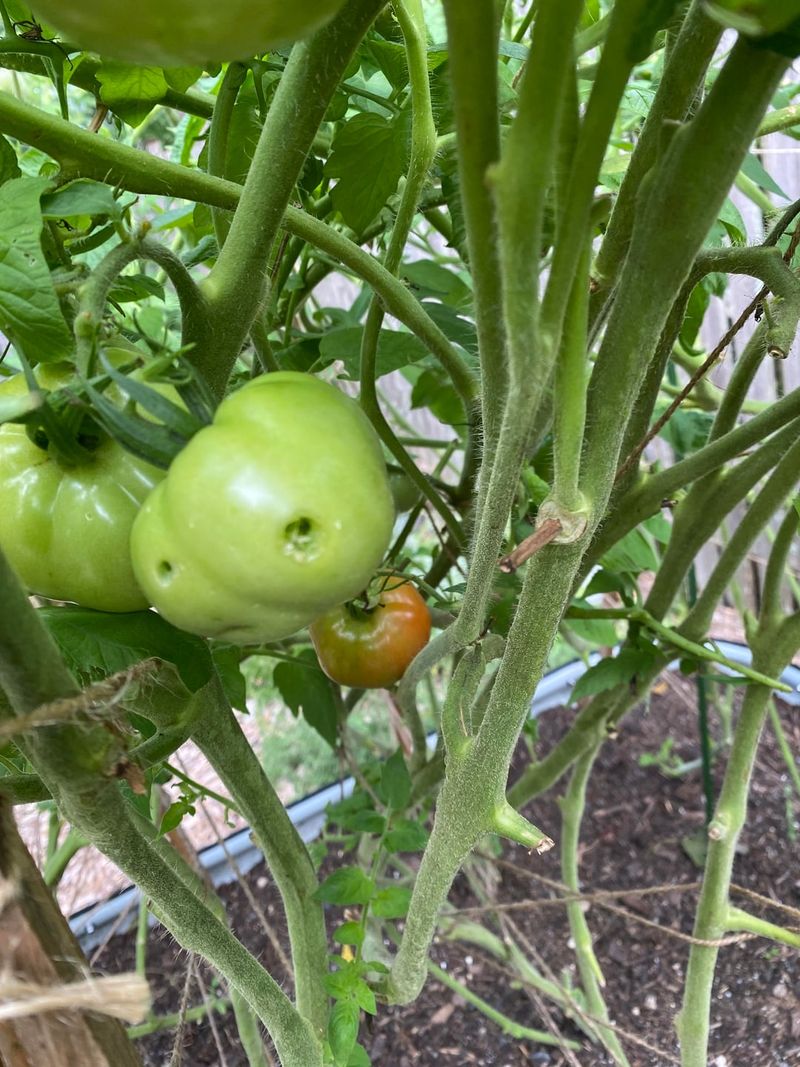 Inspect Green Tomatoes For Feeding Marks Inspect Green Tomatoes For Feeding Marks