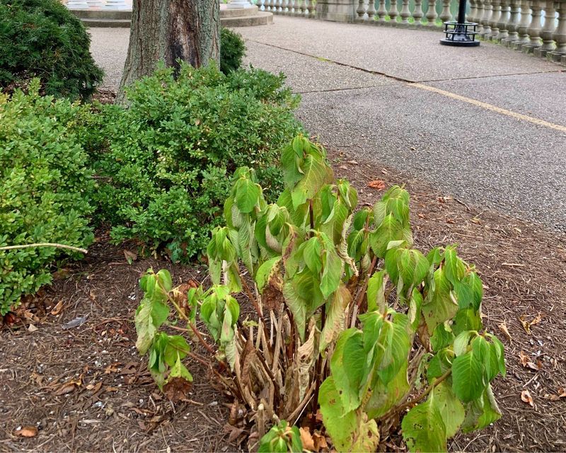 Inspect Hydrangeas For Waterlogged Soil Inspect Hydrangeas For Waterlogged Soil