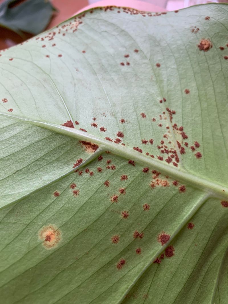 Inspect Leaves And Bark For Mites Before Frost