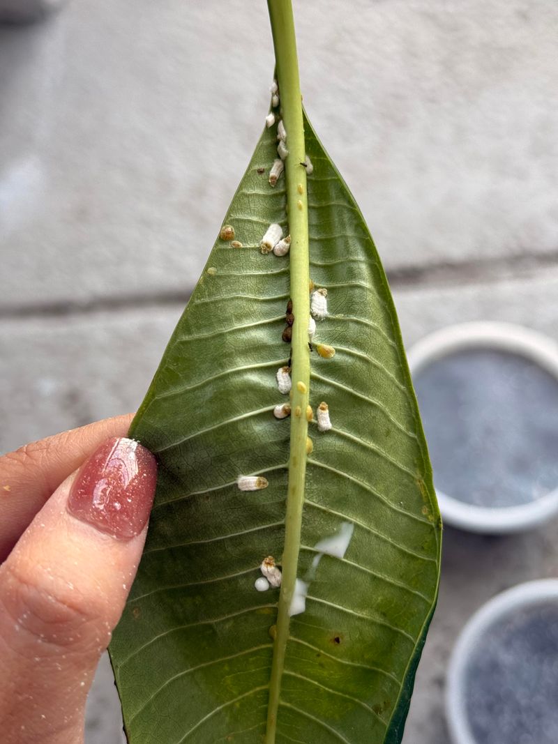 Inspect Leaves And Stems For Pests Before Moving Indoors