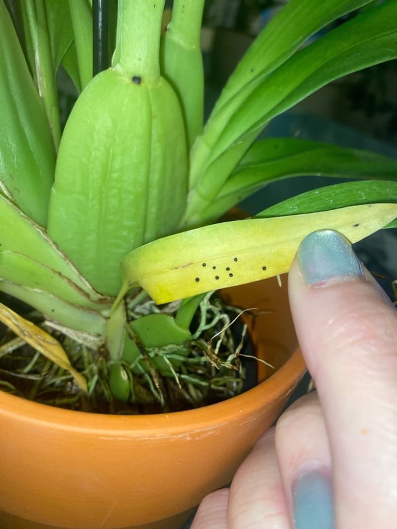 Inspect Leaves For Pest Activity Inspect Leaves For Pest Activity