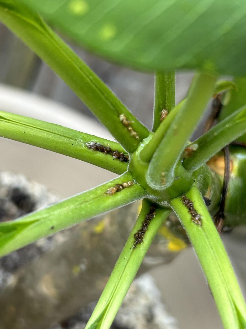 Inspect Leaves For Pests And Fungal Spots Inspect Leaves For Pests And Fungal Spots