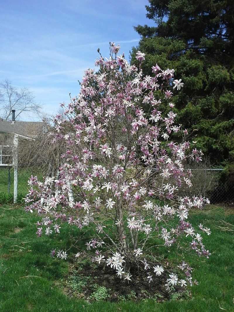 Inspect Magnolias Before The Mess Builds Inspect Magnolias Before The Mess Builds