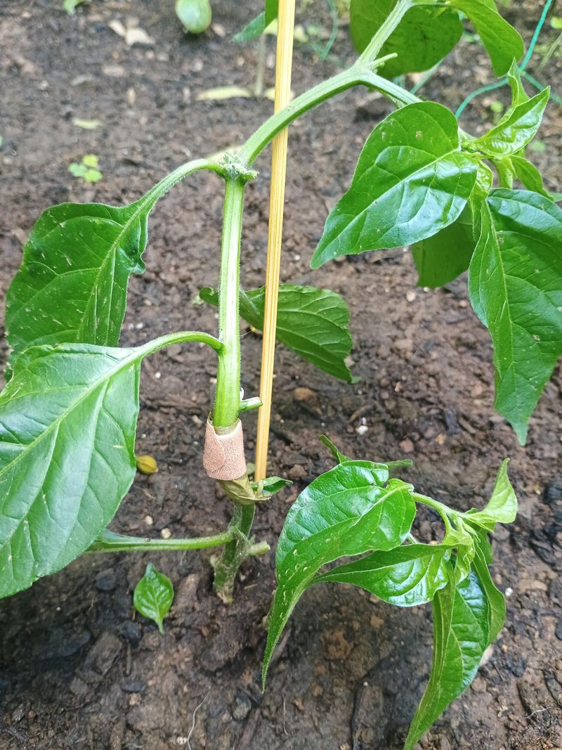 Inspect Peppers For Split Or Leaning Branches Inspect Peppers For Split Or Leaning Branches