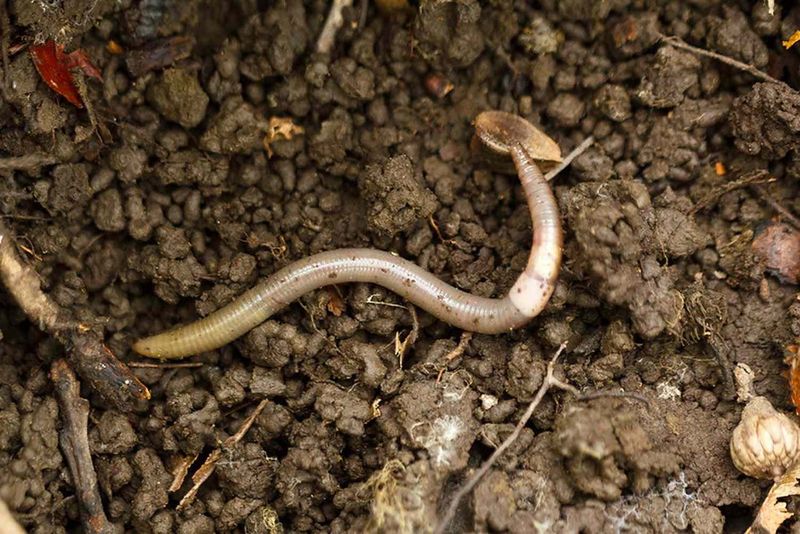 Inspect Plants Before Moving Soil Home Inspect Plants Before Moving Soil Home