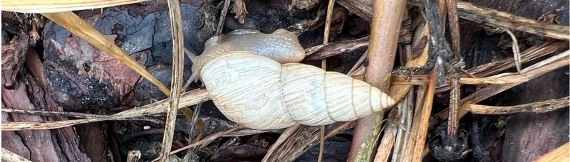 Inspect Porch Pots Before Snails Hitch A Ride Inspect Porch Pots Before Snails Hitch A Ride