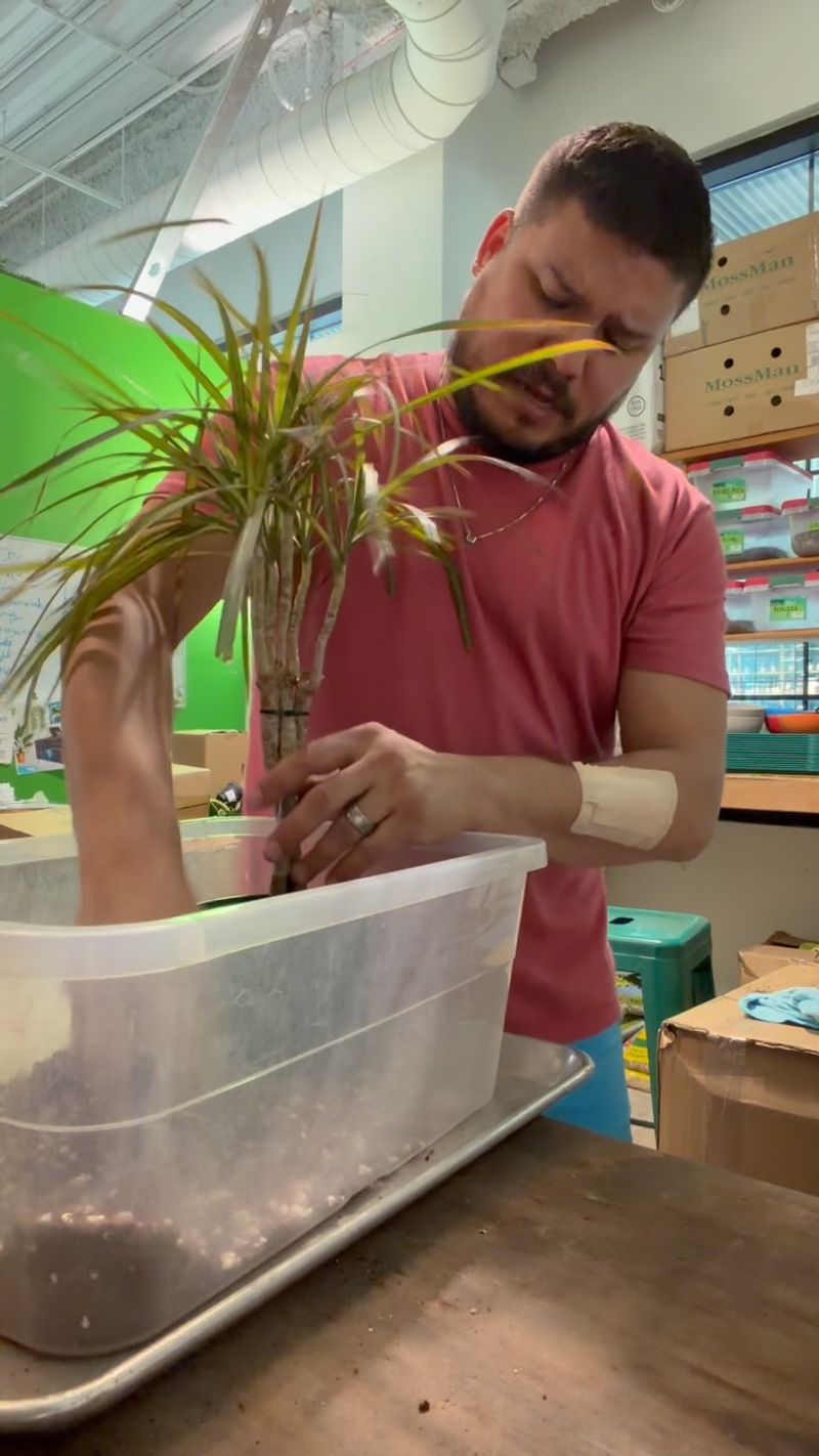 Inspect Roots For Rot And Damage Inspect Roots For Rot And Damage