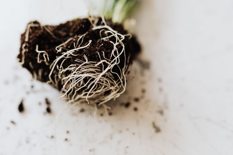 Inspect Roots For Rot