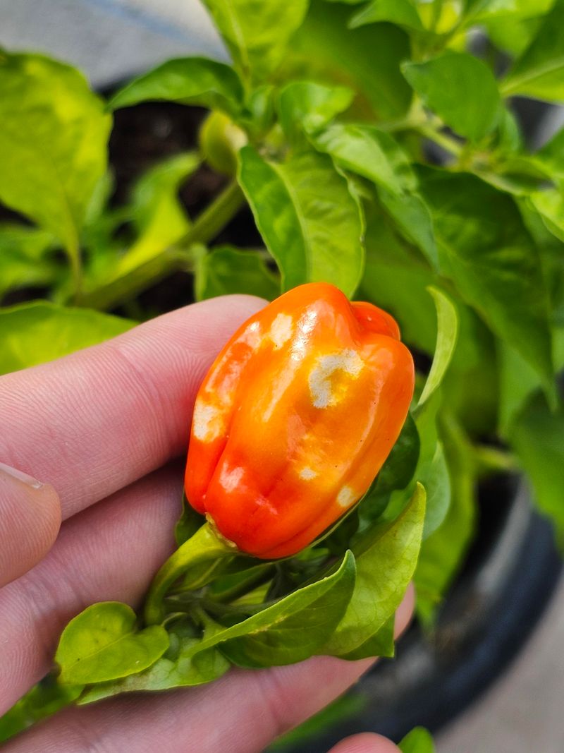 Inspect Seeds Inside Damaged Peppers Inspect Seeds Inside Damaged Peppers