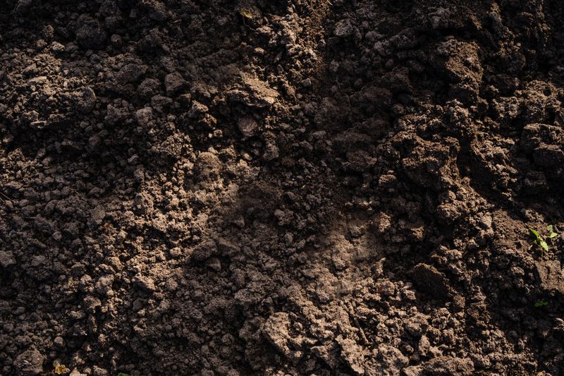 Inspect Soil Texture Pushed To The Surface Inspect Soil Texture Pushed To The Surface
