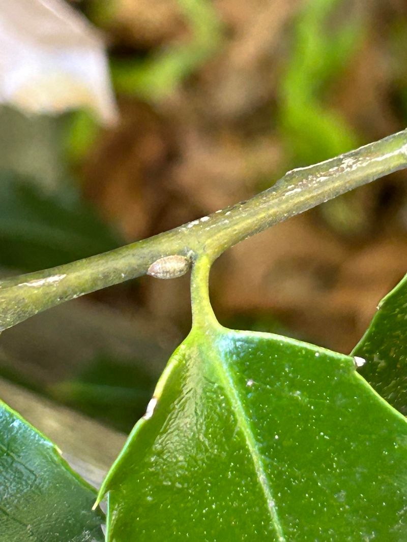 Inspect The Interior Of The Shrub