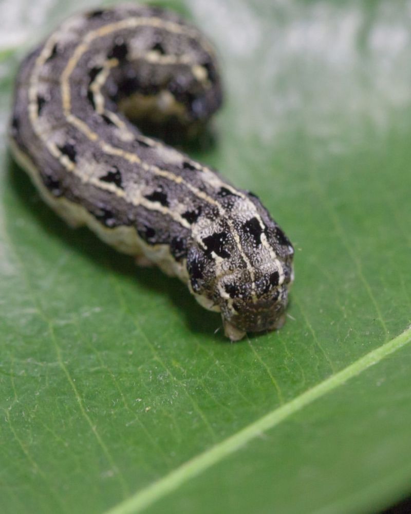 Inspect The Soil Line For Cutworms