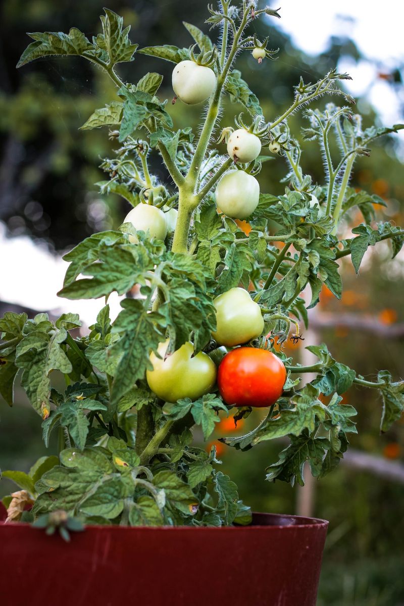 Inspect Tomatoes Every Few Days For Fresh Damage