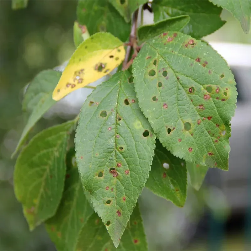 Inspecting Leaves Can Catch Problems Early