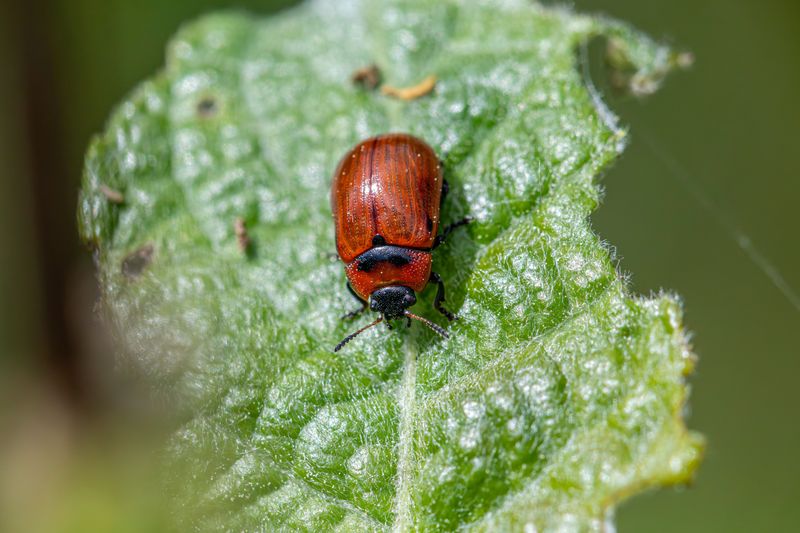 Inspecting Leaves For Pests Inspecting Leaves For Pests
