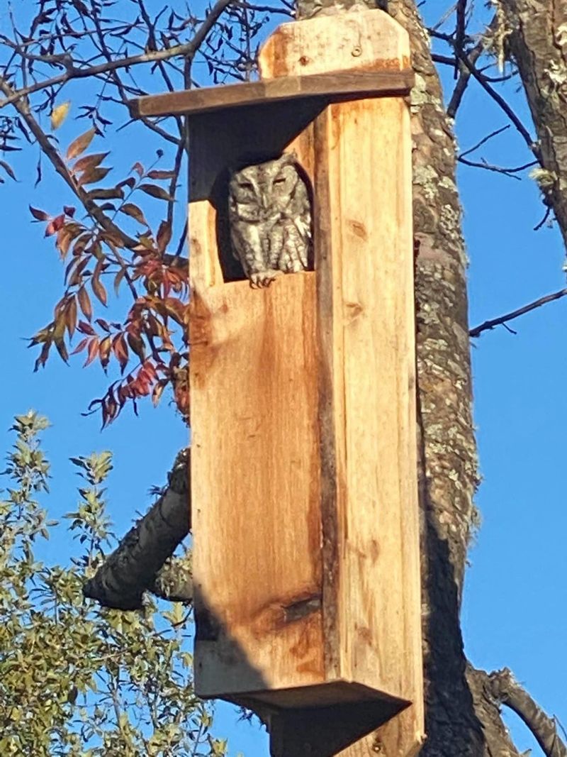 Install A Nest Box To Give Owls A Home