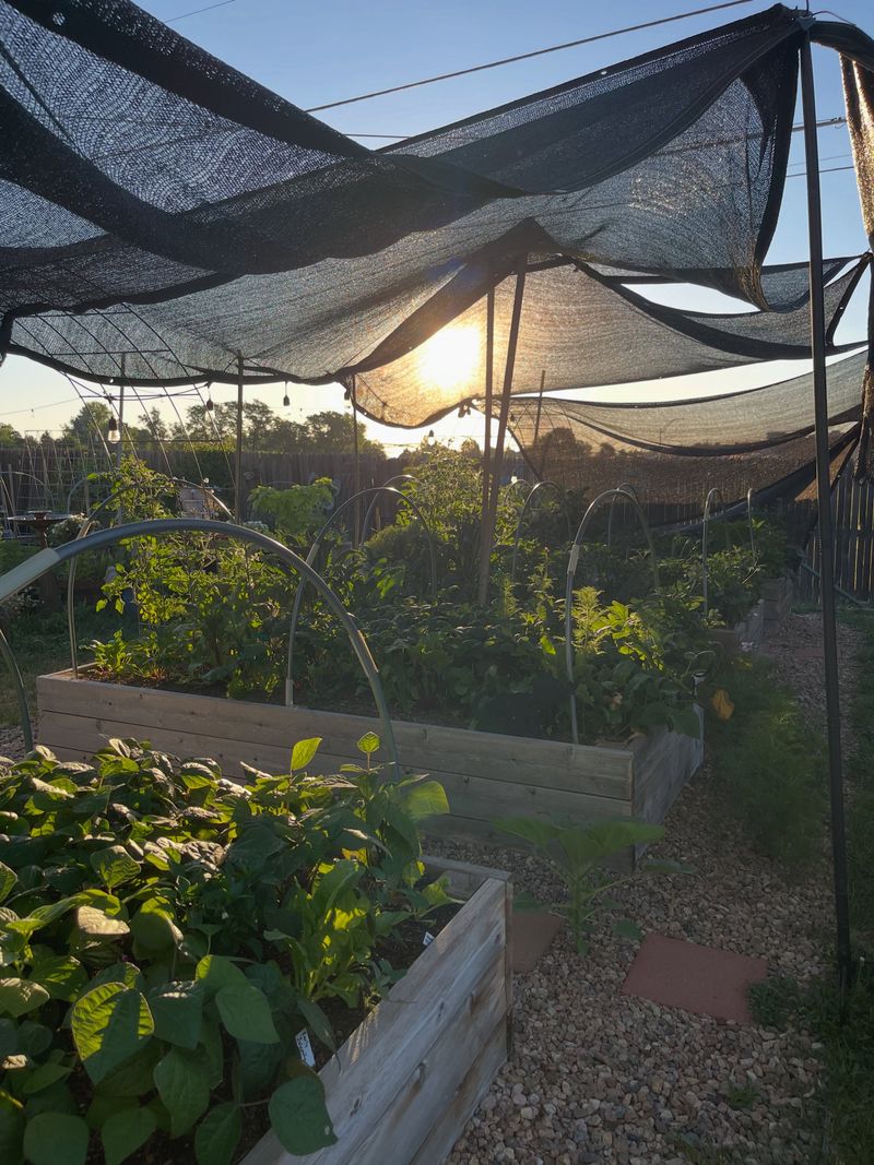 Installing Shade Cloth Twelve To Eighteen Inches Above The Canopy