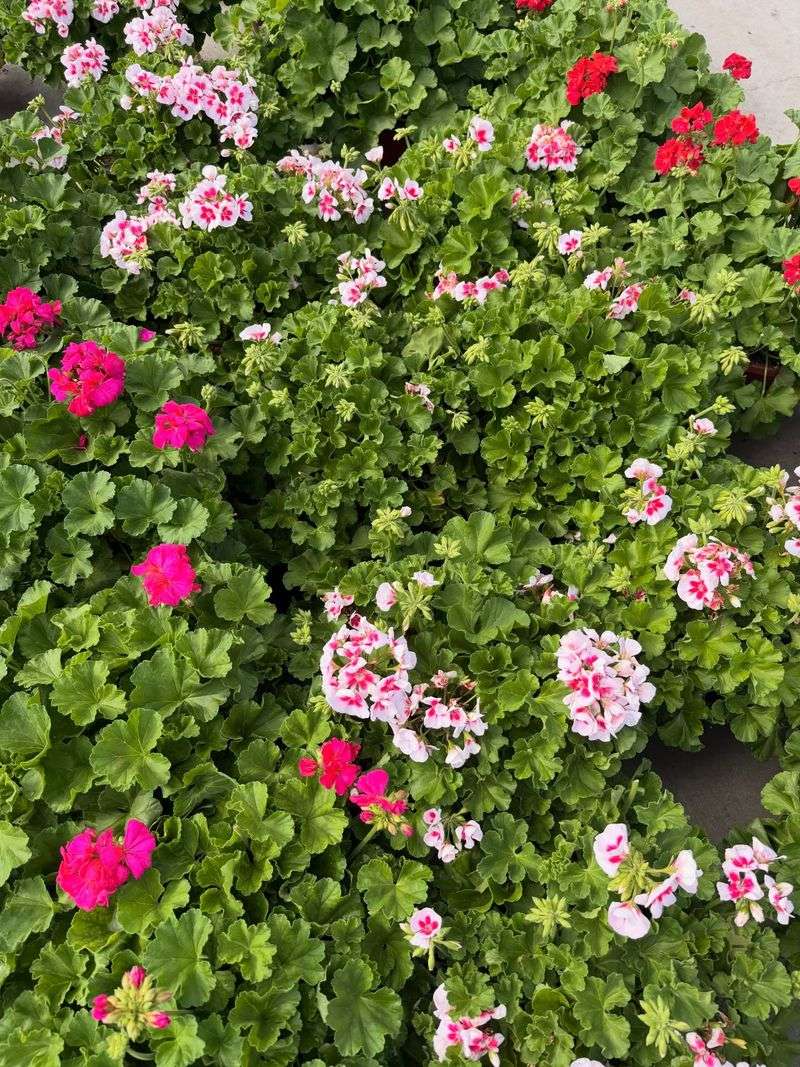 Insufficient Sunlight Keeps Buds From Forming Insufficient Sunlight Keeps Buds From Forming