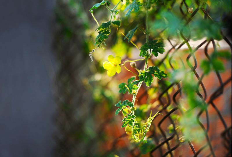 Insufficient Sunlight On Vine