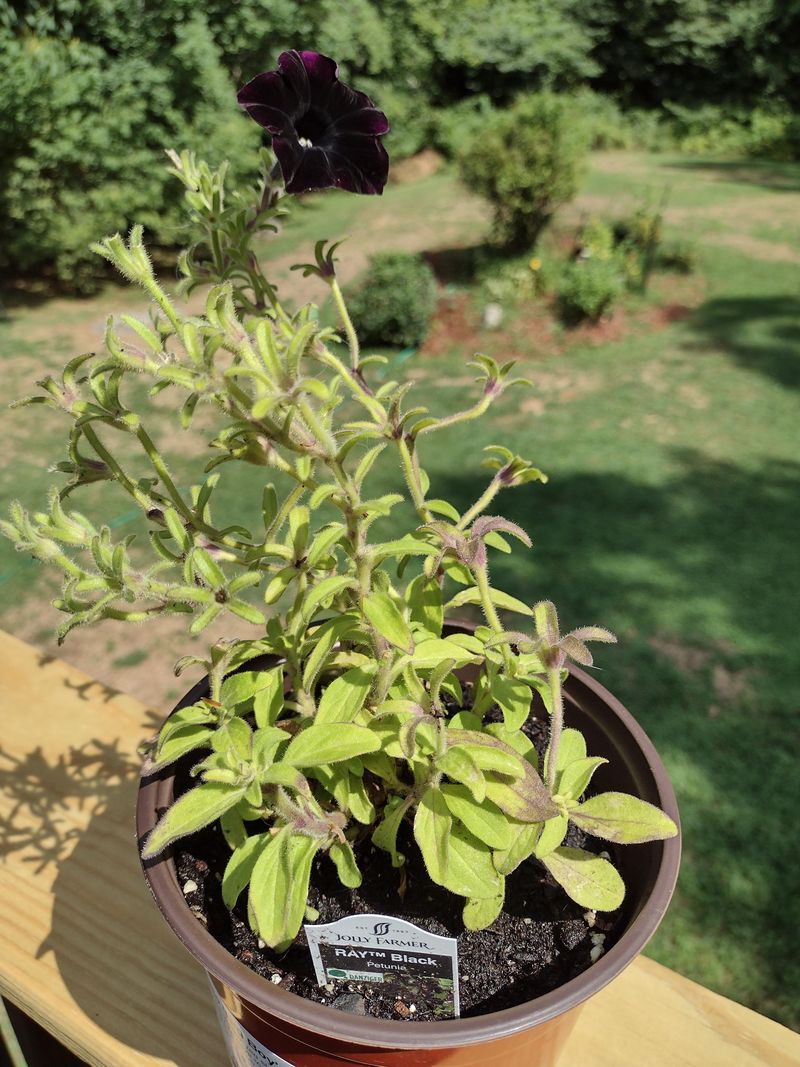 Intense Midday Heat Stresses Plants Into Bloom Pause Intense Midday Heat Stresses Plants Into Bloom Pause