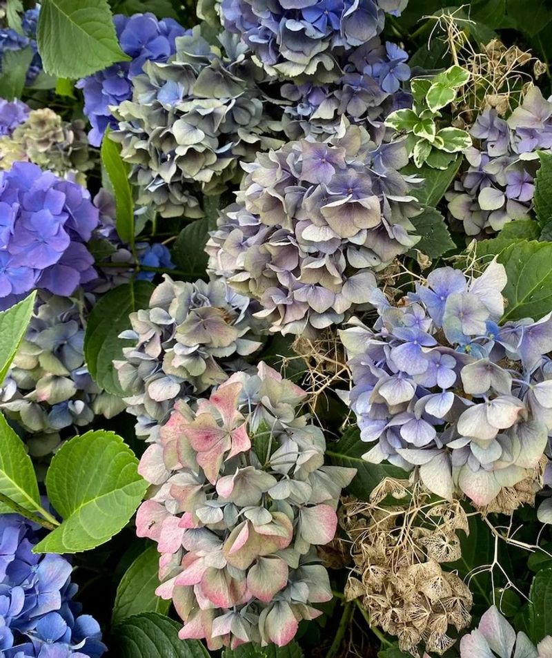 Intense Sun Can Stress The Blooms Intense Sun Can Stress The Blooms
