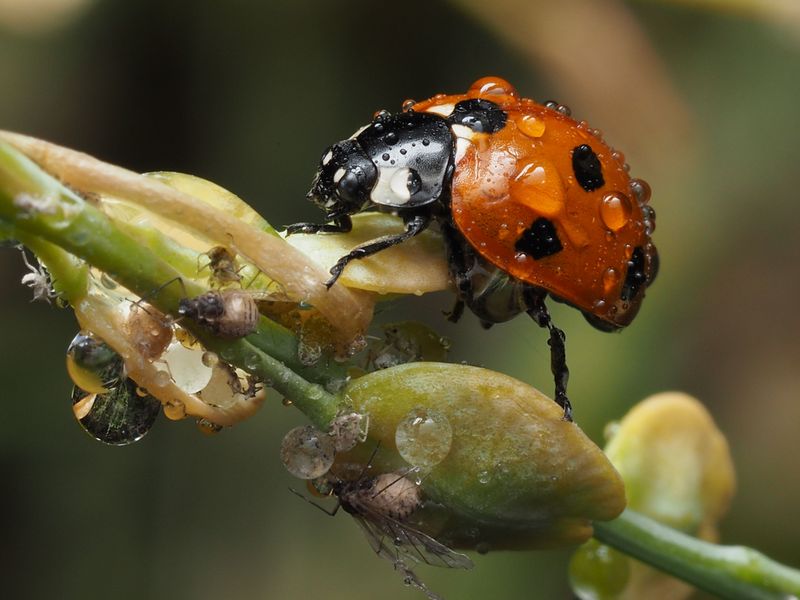 Introduce Ladybugs To Control Aphid Populations Introduce Ladybugs To Control Aphid Populations