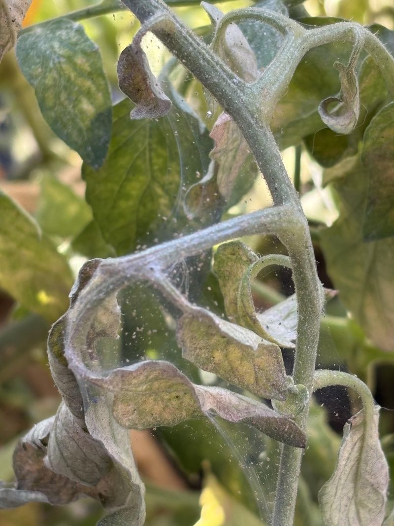 Introduce Predatory Mites For Natural Control Introduce Predatory Mites For Natural Control