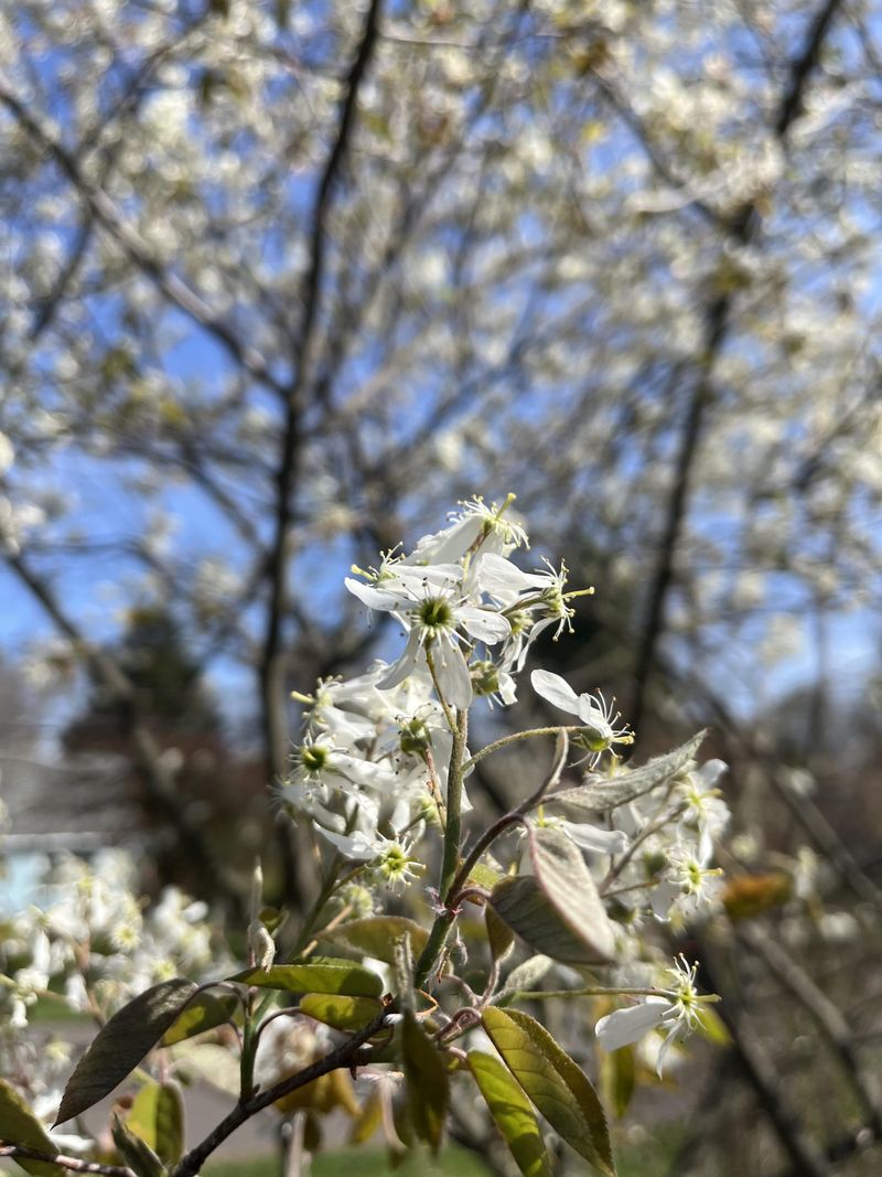 Introducing Maryland's Compact Native Tree
