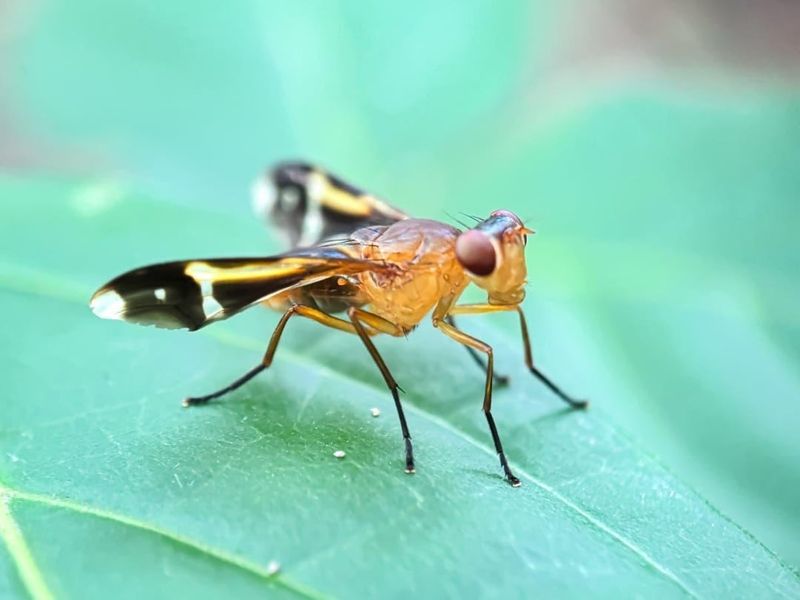 Invasive Mexican Fruit Fly Detections Triggered Immediate Regional Restrictions Invasive Mexican Fruit Fly Detections Triggered Immediate Regional Restrictions
