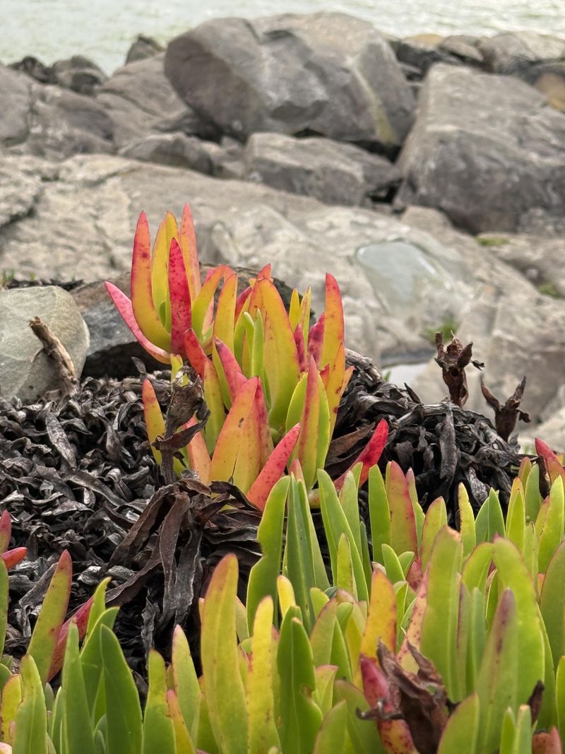 Invasive Plants Are Not Treated The Same Everywhere