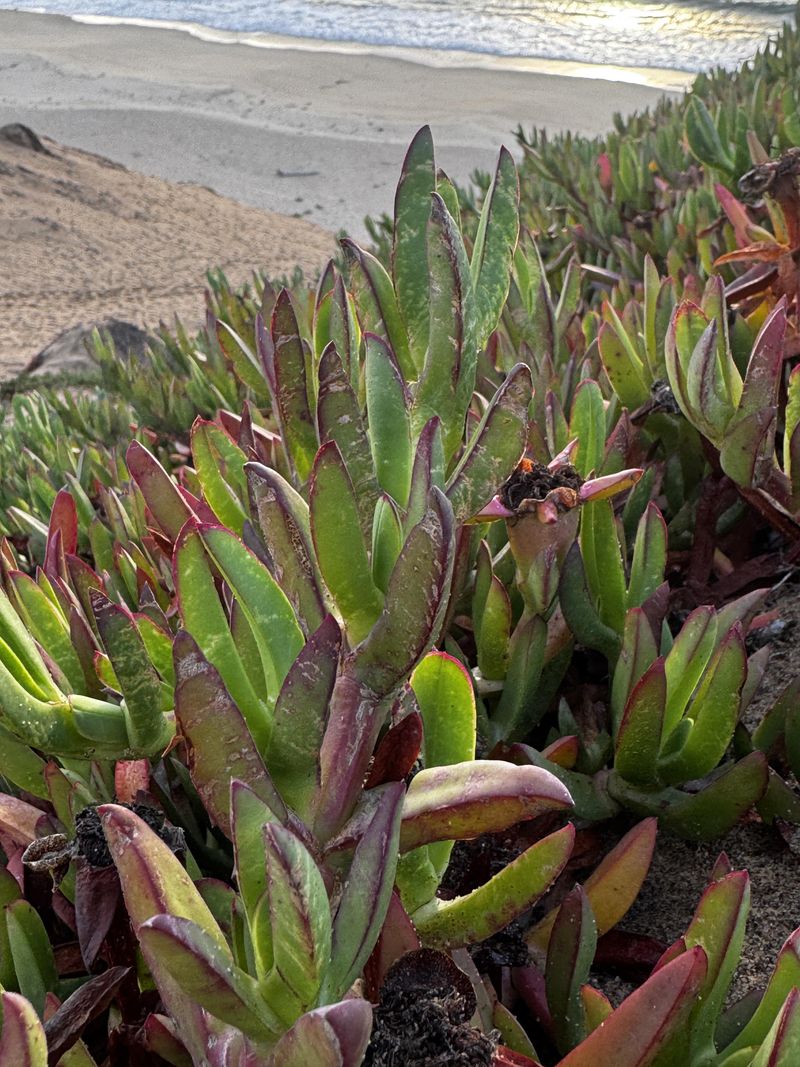 Invasive Plants Bringing Their Own Set Of Problems Invasive Plants Bringing Their Own Set Of Problems