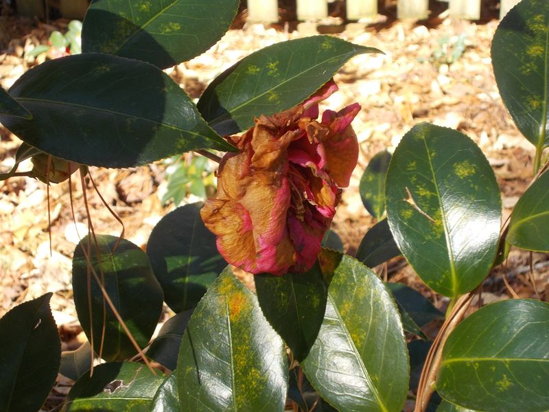Investigate Brown Flowers Before Treating Them Investigate Brown Flowers Before Treating Them