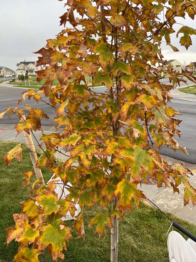 Investigate Unusually Early Leaf Drop Investigate Unusually Early Leaf Drop